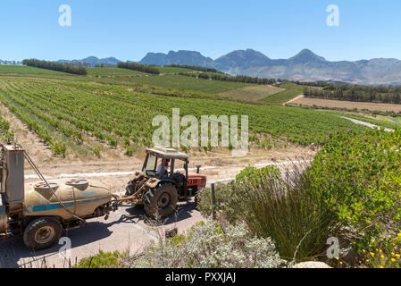 La propriété viticole de Waterkloof à Somerset West, Western Cape, Afrique du Sud. Le tracteur au travail la pulvérisation des vignes en été. Banque D'Images