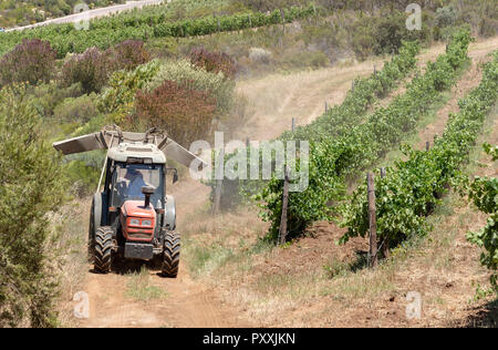 La propriété viticole de Waterkloof à Somerset West, Western Cape, Afrique du Sud. Le tracteur et la remorque au travail de pulvériser les vignes en été. Banque D'Images