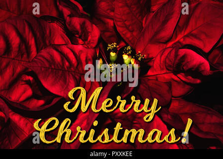 Texte anglais 'Merry Christmas' en face d'un poinsettia rouge. La carte de vœux des fêtes parfaites. Banque D'Images