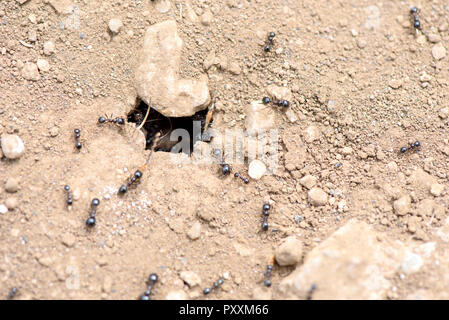 Travail de fourmis sur le terrain près de den Banque D'Images