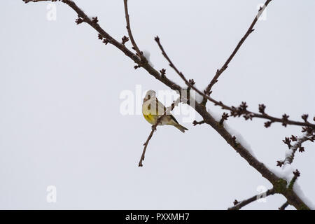 Close-up d'un beau petit (Chloris chloris greenfinch) oiseau posé sur une branche couverte de neige en hiver en Allemagne. Banque D'Images