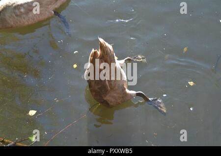 Retour partie arrière d'un jeune cygne sauvage (cygnet) plongée sous-marine à la recherche de nourriture sous l'eau, tête dans l'eau dans l'habitat naturel en Europe Banque D'Images