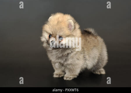 Portrait de la rouge aux longs cheveux couleur sable chiot Spitz Pomeranian miniature sur un arrière-plan noir isolé. # 057 photos prises le 22 octobre, 2018 ©20 Banque D'Images