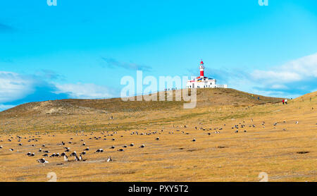 Vue sur le phare sur l'Isla Magdalena, en Patagonie, au Chili. L'espace de copie pour le texte Banque D'Images