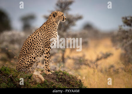 Cheetah siège au mont herbeux dans le profil Banque D'Images