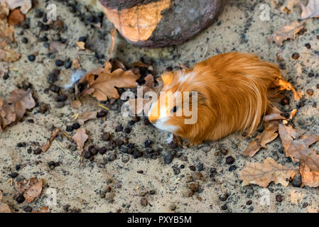 Portrait of cute red ou cobaye Cavia porcellus Banque D'Images