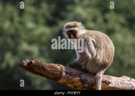 Un singe en Kruger National Park, Afrique du Sud ; Espèce Chlorocebus pygerythrus passereau de la famille Banque D'Images