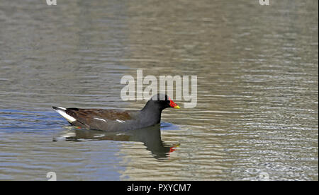 Moorhen nageant, Gallinula chloropus / Moorhen commun, côte à côte Banque D'Images