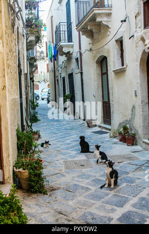 Chat assis dans une rue dans le quartier historique d'Ortigia, à Syracuse, Sicile Banque D'Images