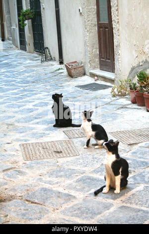 Chat assis dans une rue dans le quartier historique d'Ortigia, à Syracuse, Sicile Banque D'Images