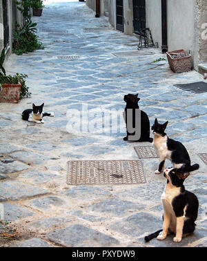 Chat assis dans une rue dans le quartier historique d'Ortigia, à Syracuse, Sicile Banque D'Images