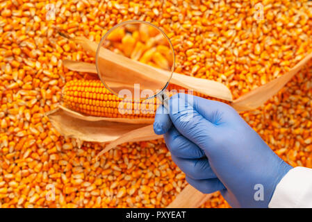 L'examen scientifique de la qualité des semences de maïs en grains récoltés, Close up of hand holding magnifying glass Banque D'Images