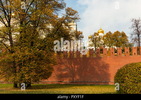 Mur du Kremlin de Moscou, coupoles dorées de la cathédrale de l'Annonciation. Arbre décoratif et devant le mur de bush. Journée ensoleillée de la saison automne doré Banque D'Images