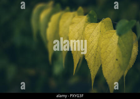 Peinture d'automne, l'automne feuilles d'érable, différentes couleurs de peinture d'automne, l'automne feuilles d'érable, différentes couleurs Banque D'Images
