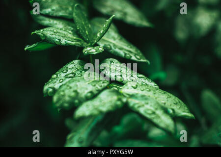 Feuilles vert recouvert d'eau, frises Banque D'Images