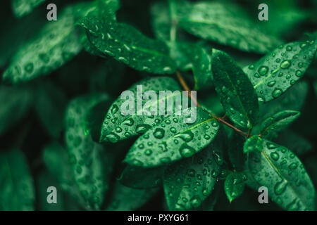 Feuilles vert recouvert d'eau, frises Banque D'Images