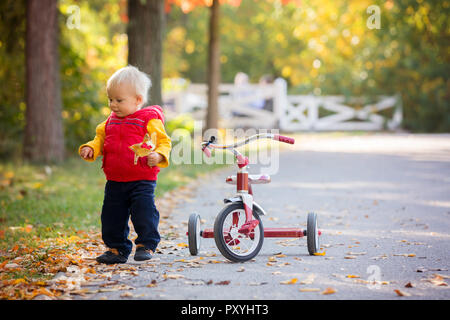 Bébé garçon doux, école de tricycle dans le parc sur le coucher du soleil, le temps d'automne, les frères et sœurs dans le parc, bénéficiant d'avertir journée d'automne Banque D'Images