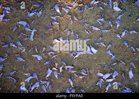 Johannesburg, Afrique du Sud, le 24 octobre, 2018. Pétales Jacaranda étendu sur le sol à Parkview, Afrique du Sud. Banlieue bordée d'explosent en violet, rouge cerise et comme jacarandas, de bougainvilliers et d'autres des arbres fleuris, le mercredi après-midi : Crédit Eva-Lotta Jansson/Alamy Live News Banque D'Images