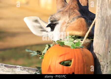 ZSL London Zoo, Londres, Royaume-Uni, 25 octobre 2018 Ellish Girafe apprécie son clairement traiter de citrouille. Les Girafes Ellish, Maggie et Mollie trouver feuilles juteuses à l'intérieur de leur propre création Halloween sculpté. "Purée des citrouilles" est la devise de cette année, les activités d'Halloween au ZSL Zoo de Londres comme les gorilles, les girafes et les singes écureuils fêter l'Halloween treats. Credit : Imageplotter News et Sports/Alamy Live News Banque D'Images