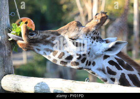 ZSL London Zoo, Londres, Royaume-Uni, 25 octobre 2018 Girafe Maggie apprécie son clairement traiter de citrouille. Les Girafes Ellish, Maggie et Mollie trouver feuilles juteuses à l'intérieur de leur propre création Halloween sculpté. "Purée des citrouilles" est la devise de cette année, les activités d'Halloween au ZSL Zoo de Londres comme les gorilles, les girafes et les singes écureuils fêter l'Halloween treats. Credit : Imageplotter News et Sports/Alamy Live News Banque D'Images