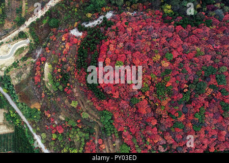 Shanghai, Shanghai, Chine. 25 octobre, 2018. Shanghai, Chine-photographie aérienne de Prunus serrula à Shanghai, la Chine de l'est la province de Shandong. Crédit : SIPA Asie/ZUMA/Alamy Fil Live News Banque D'Images