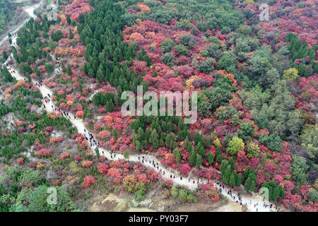 Shanghai, Shanghai, Chine. 25 octobre, 2018. Shanghai, Chine-photographie aérienne de Prunus serrula à Shanghai, la Chine de l'est la province de Shandong. Crédit : SIPA Asie/ZUMA/Alamy Fil Live News Banque D'Images