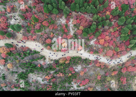 Shanghai, Shanghai, Chine. 25 octobre, 2018. Shanghai, Chine-photographie aérienne de Prunus serrula à Shanghai, la Chine de l'est la province de Shandong. Crédit : SIPA Asie/ZUMA/Alamy Fil Live News Banque D'Images