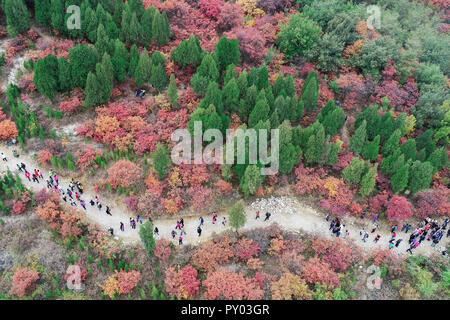 Shanghai, Shanghai, Chine. 25 octobre, 2018. Shanghai, Chine-photographie aérienne de Prunus serrula à Shanghai, la Chine de l'est la province de Shandong. Crédit : SIPA Asie/ZUMA/Alamy Fil Live News Banque D'Images