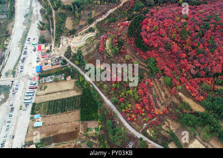 Shanghai, Shanghai, Chine. 25 octobre, 2018. Shanghai, Chine-photographie aérienne de Prunus serrula à Shanghai, la Chine de l'est la province de Shandong. Crédit : SIPA Asie/ZUMA/Alamy Fil Live News Banque D'Images