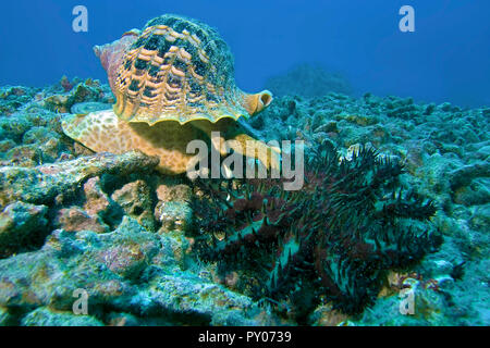 Triton Triton géant ou trompette (Charonia tritonis) se nourrit de couronne d'épines (l'étoile de mer Acanthaster planci, Fidji Banque D'Images