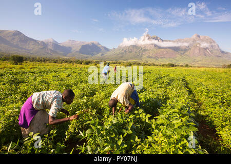 Les travailleurs du Malawi peinent dans une récolte de soay ci-dessous Mont Mulanje. Dans ce pays d'Afrique les plus pauvres, de nombreux travailleurs agricoles gagnent moins que ÂỲÂẀÂỲÂ£1 par jour. Banque D'Images