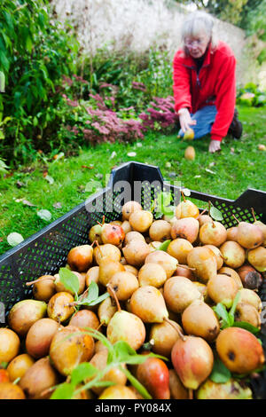 Les poires récoltées pour faire Perry dans un verger à Acorn Bank, près de Penrith, Cumbria, Royaume-Uni. Banque D'Images