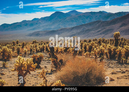 Patch de Teddy Bear Cholla cactus dans un désert aride paysage sur une chaude journée ensoleillée avec des montagnes en arrière-plan, Joshua Tree National Park, Riverside C Banque D'Images