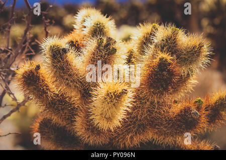 Close-up of Teddy Bear Cholla cactus dans un désert aride paysage sur une chaude journée ensoleillée, Joshua Tree National Park, dans le Comté de Riverside, Californie Banque D'Images