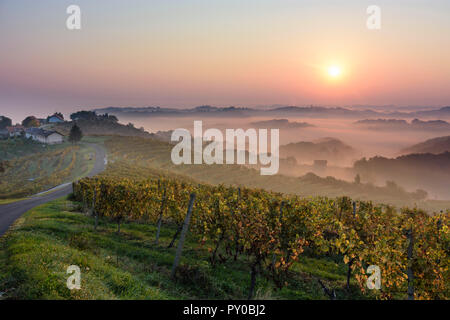 Zavrc : vignoble, zone viticole, les collines, les maisons de ferme à Haloze, Stajerska (Styrie), Slovénie Banque D'Images