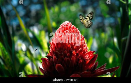 Beau papillon volant au-dessus de la fleur de gingembre rouge dans la forêt tropicale, Davao, Mindanao, Philippines Banque D'Images