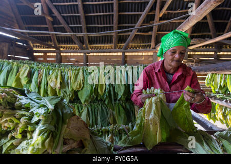 Young woman wearing headscarf threading et sécher les feuilles de tabac, Vinales, province de Pinar del Rio, Cuba Banque D'Images