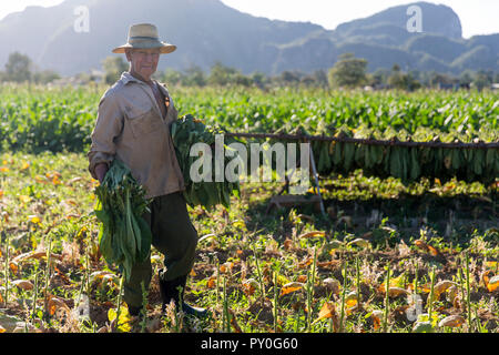 Portrait d'homme mûr la récolte du tabac en plantation, Vinales, province de Pinar del Rio, Cuba Banque D'Images