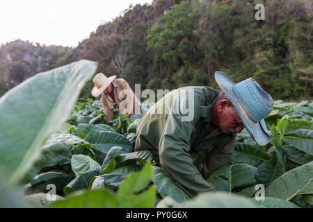 Deux hommes la récolte de feuilles de tabac en plantation, Vinales, province de Pinar del Rio, Cuba Banque D'Images