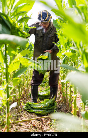 Man smoking cigar pendant la récolte de feuilles de tabac en plantation, Vinales, province de Pinar del Rio, Cuba Banque D'Images