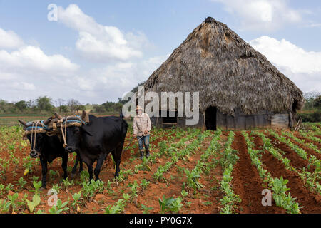 Farmer ploughing champ de tabac en face d'une simple hutte, Vinales, province de Pinar del Rio, Cuba Banque D'Images