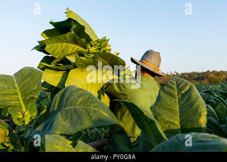 Les feuilles de tabac par travailleur masculin en plantation, La Palma, la province de Pinar del Rio, Cuba Banque D'Images