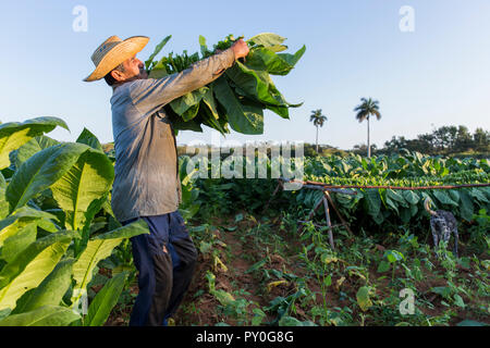 Les feuilles de tabac par travailleur masculin en plantation, La Palma, la province de Pinar del Rio, Cuba Banque D'Images