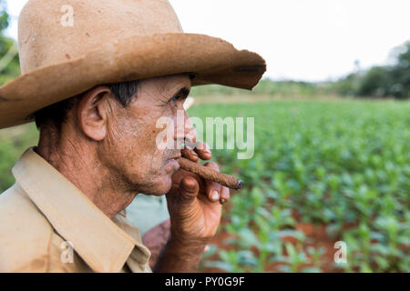 Profil de l'agriculteur mature fumeurs cigare sur plantation de tabac, Vinales, province de Pinar del Rio, Cuba Banque D'Images