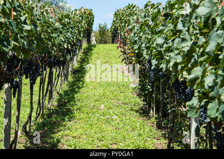 Les vignes à une auriculaires vinyard Bento Goncalves, Rio Grande do Sul, Brésil Banque D'Images