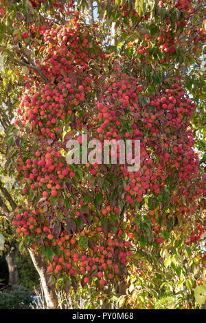 Les fruits et le feuillage de l'arbre cornouiller kousa en fin d'été. Banque D'Images