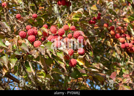 Les fruits et le feuillage de l'arbre cornouiller kousa en fin d'été. Banque D'Images