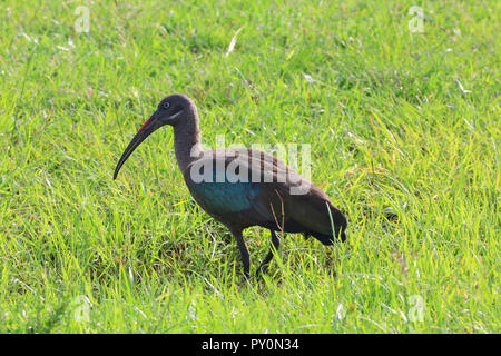 (Hadeda Ibis hagedash) est debout dans l'herbe au parc Masai Mara, Kenya, comté de Narok. Banque D'Images