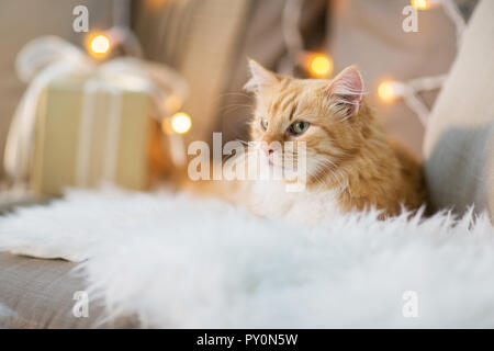 Red tabby cat sur canapé avec cadeau de Noël à la maison Banque D'Images