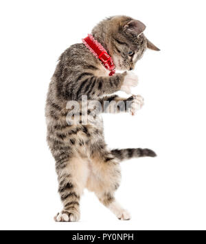 European Shorthair chaton jouant avec ses pattes, isolé sur blanc (2,5 mois) Banque D'Images